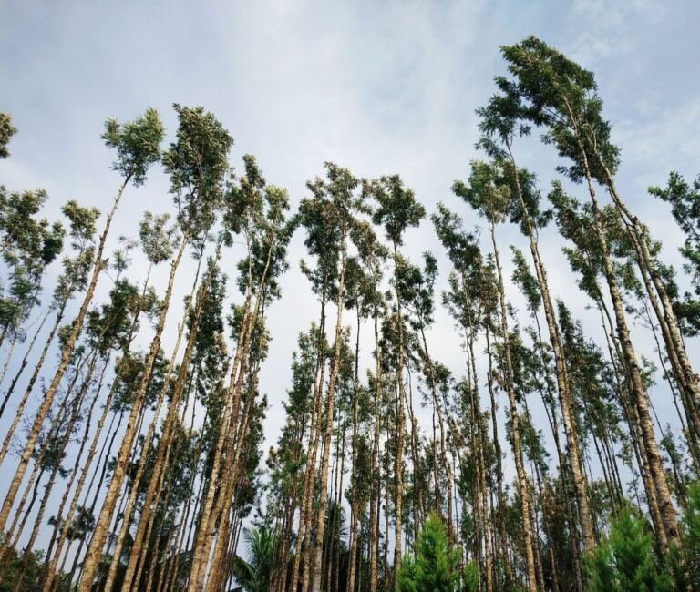 [PLACEHOLDER] Land for sale in Kyabigambire, Hoima, eucalyptus plantation uganda