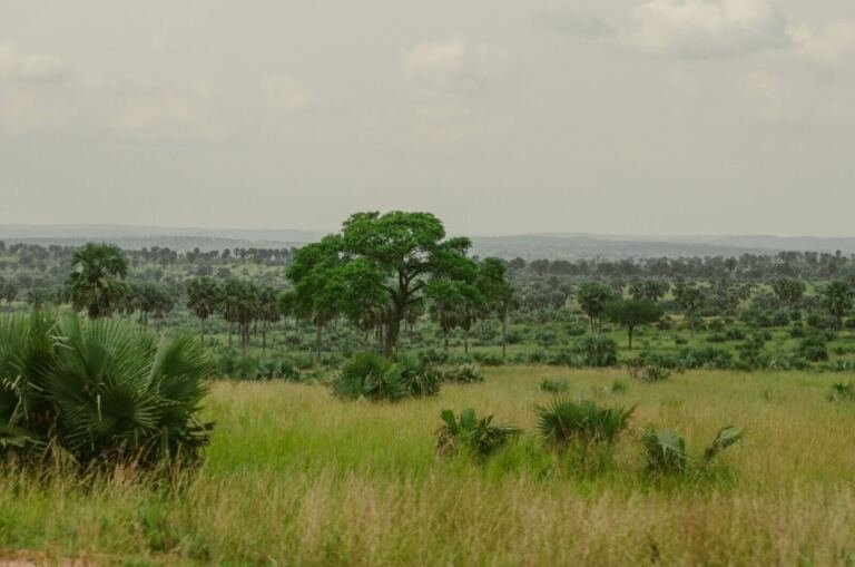 [PLACEHOLDER] Land for sale in Hoima, Hoima, open grassland flat field uganda