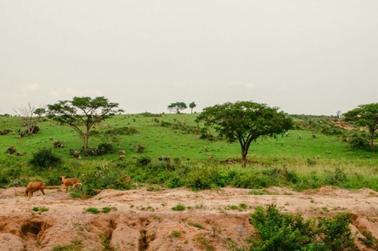 [PLACEHOLDER] Land for sale in Kyabigambire, Hoima, rural farmland western uganda