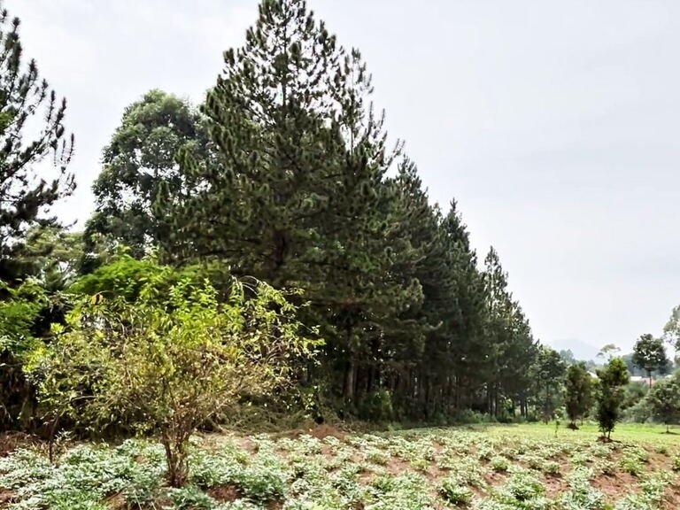 12 acres of land for sale in Kyarwabuyamba, Hoima